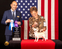 Chihuahua Smooth #32 Fri2 BOW Judge_Geno_Sisneros