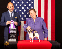 Chihuahua Smooth Coat #22 Fri2 RWB Judge_Geno_Sisneros