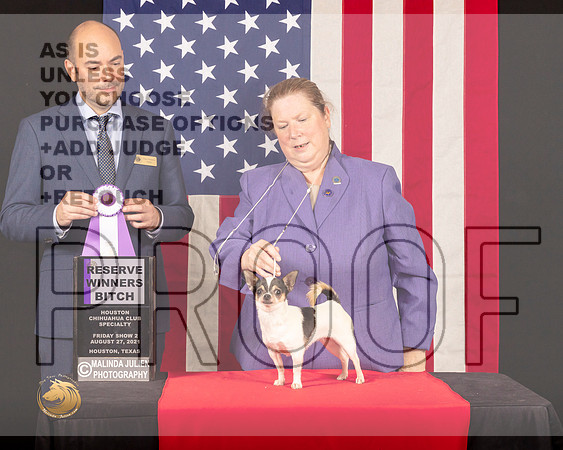Chihuahua Smooth Coat #22 Fri2 RWB Judge_Geno_Sisneros_0561_HstnToy21-HR3