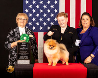 Pomeranian #15 Fri2 BPup Judge_Suzanne_Dillin