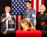 Pomeranian #43 Fri2 SD Judge_Suzanne_Dillin