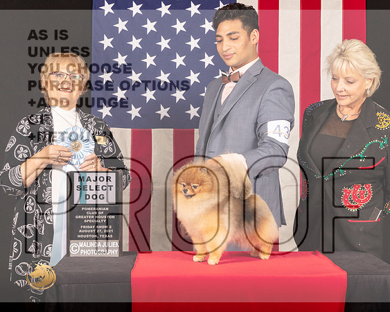 Pomeranian #43 Fri2 SD Judge_Suzanne_Dillin_0476_HstnToy21-HR3