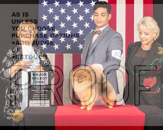 Pomeranian #43 Fri2 SD Judge_Suzanne_Dillin_0479_HstnToy21-HR3
