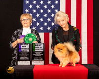 Pomeranian #44 Fri2 WBBBE Judge_Suzanne_Dillin