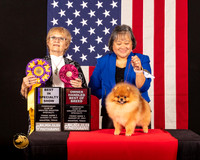 Pomeranian #51 Fri2 BISS OHBOB Judge_Suzanne_Dillin