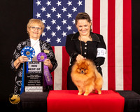 Pomeranian #55 Fri2 BOW Judge_Suzanne_Dillin