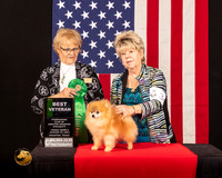 Pomeranian #63 Fri2 BVet Judge_Suzanne_Dillin