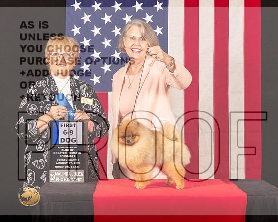 Pomeranian #83 Fri2 6to91 Judge_Suzanne_Dillin_0448_HstnToy21-HR3
