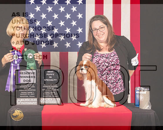 Cavalier King Charles Spaniel #15 Fri1 RWDBPup Judge_Mary_Hanus_0602_HstnToy21-HR3