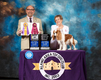 Cavalier King Charles Spaniel #5 Sat BOB Judge Tim Robbins