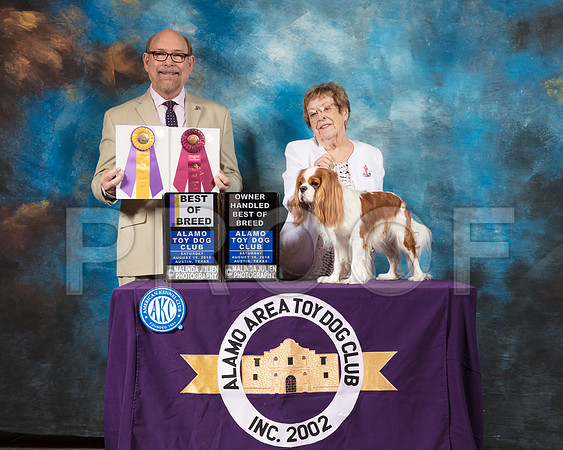 Cavalier King Charles Spaniel #5 Sat BOB Judge Tim Robbins-SSR_8201-AlamoToyAstn2018-HR3