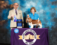 Cavalier King Charles Spaniel #8 Sat BOW Judge Tim Robbins