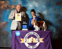 Cavalier King Charles Spaniel #J500 Best Jr Judge Richard Miller