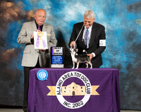 Chihuahua Smooth #6 Sat BOB Judge Richard Miller
