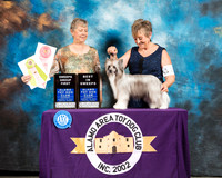 Chinese Crested #22 Sat Sweeps G1 BISweeps Judge Tammi White