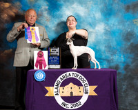 Italian Greyhound #8 Sat BOW Maj Judge Richard Miller
