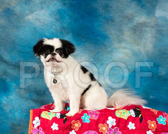 Japanese Chin Sat Oliver Janet Lockyer-SSR_8173-AlamoToyAstn2018-HR3