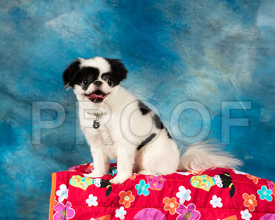 Japanese Chin Sat Oliver Janet Lockyer-SSR_8172-AlamoToyAstn2018-HR3