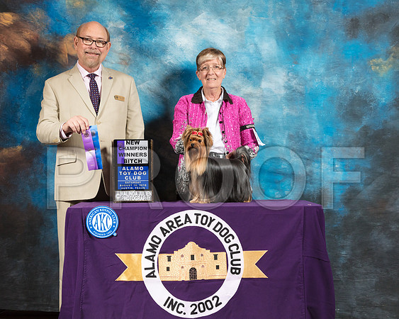 Yorkshire Terrier #20 Sat WB Maj NCh Judge Tim Robbins-SSR_8234-AlamoToyAstn2018-HR3