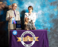 Yorkshire Terrier #6 Sat BOW Maj Judge Tim Robbins