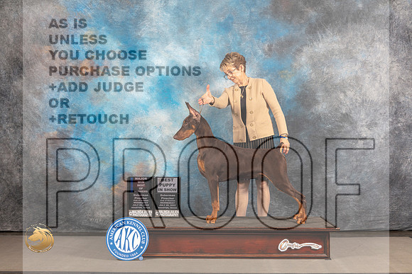 Doberman Pinscher # WED WD BOW BP Judge Barbara Alderman_MJ_2444_Houston_2022_HR3
