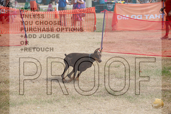 Precision Coursing Longview WA 2024 Doberman Pinscher # _JJL_3492_Longview WA_2024_HR3