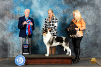 Collie Smooth #7 Sat RBIS Judge Dr Steve Keating