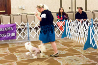 Chinese Crested #15 Sat Ring Colleen Sanchez