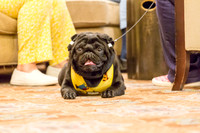 Pug Sat