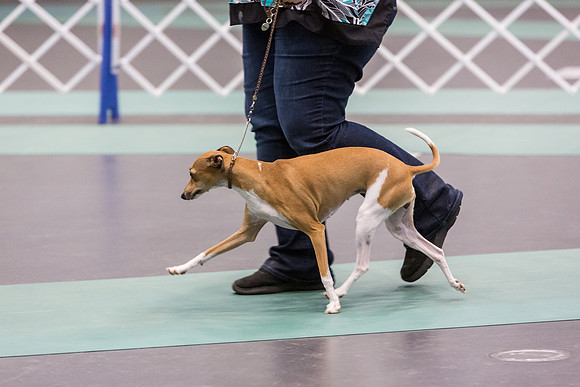 Italian Greyhound Sat Ring_JJL_0802_UKCLNGVIEWOCT2024_2024_HR3