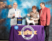 Chihuahua #17 Sun BOB Judge Tim Robbins