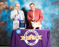 Chihuahua Long Coat #15 Sun BOW Maj Judge Tim Robbins