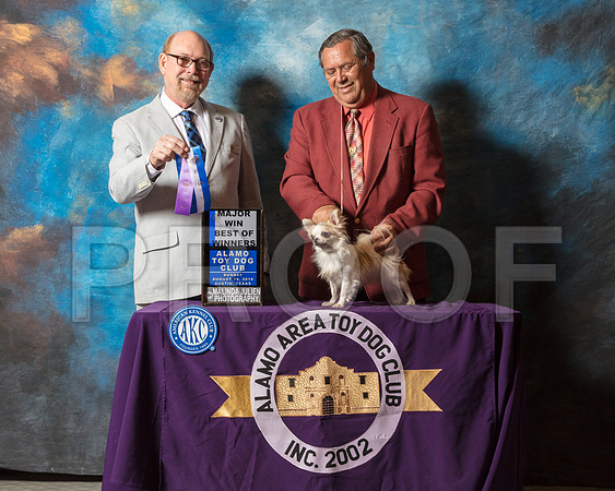 Chihuahua Long Coat #15 Sun BOW Maj Judge Tim Robbins-SSR_8405-AlamoToyAstn2018-HR3