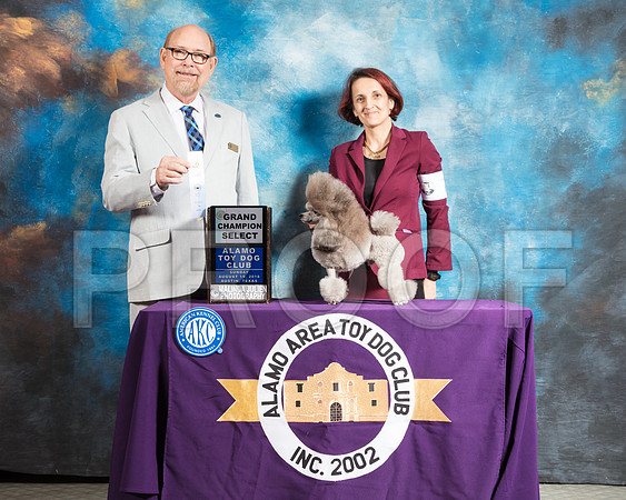 Toy Poodle #7 Sun SD NGrCh Judge Tim Robbins-SSR_8449-AlamoToyAstn2018-HR3