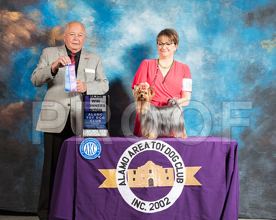 Yorkshire Terrier #8 Sun WB Maj Judge Richard Miller-SSR_8416-AlamoToyAstn2018-HR3