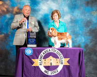 Cavalier King Charles Spaniel #9 Sun BOW NCh Judge Richard Miller