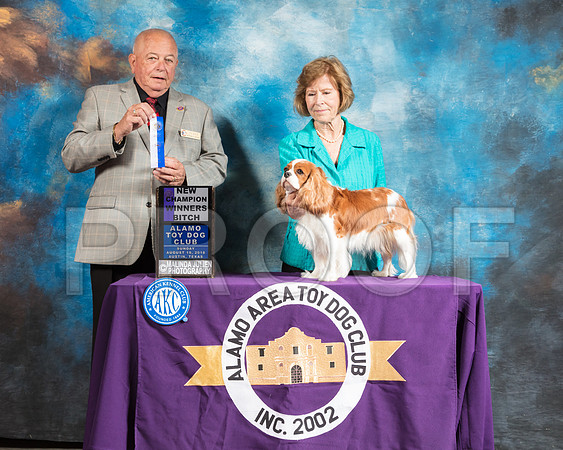 Cavalier King Charles Spaniel #9 Sun BOW NCh Judge Richard Miller-SSR_8354-AlamoToyAstn2018-HR3