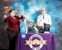 Italian Greyhound #9 Sun BOB NGrandCh Judge Tim Robbins