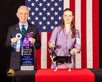 Chihuahua Smooth Coat #15 Sat BOWMNCh Judge_Fred_Bassett