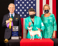 Chihuahua Smooth Coat #6 Sat BOV Judge_Fred_Bassett
