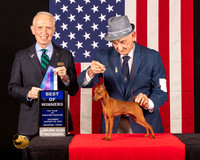 Miniature Pinscher #7 Sat BOW Judge_Fred_Bassett