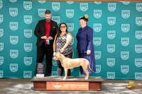 American Pitbull Terrier #281 Sat BF BOW Judge Kevin Carroll
