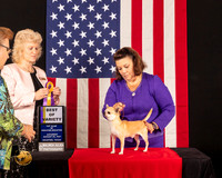Chihuahua #5 Fri BOV Judge_Lisa_Graser