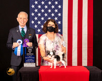 Chihuahua Long Coat #23 Sat BOWM Judge_Fred_Bassett