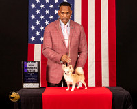 Chihuahua Long Coat #34 Sat WBM Judge_Fred_Bassett