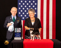 Chihuahua Long Coat #7 Sat SD Judge_Fred_Bassett