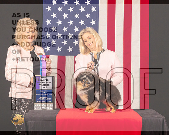 Pomeranian #47 Sat WDMNCh Judge_Lisa_Graser_0660_HstnToy21-HR3