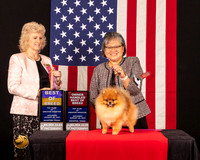 Pomeranian #51 Sat BOBOHBOB Judge_Lisa_Graser