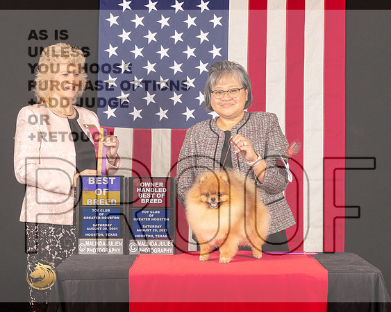 Pomeranian #51 Sat BOBOHBOB Judge_Lisa_Graser_0670_HstnToy21-HR3