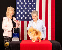 Pomeranian #34 Sat BOS Judge_Lisa_Graser